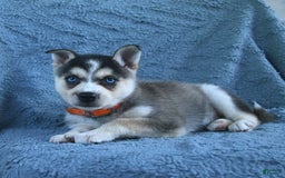 Alaskan Klee Kai dogs for sale: Callie - Image 1