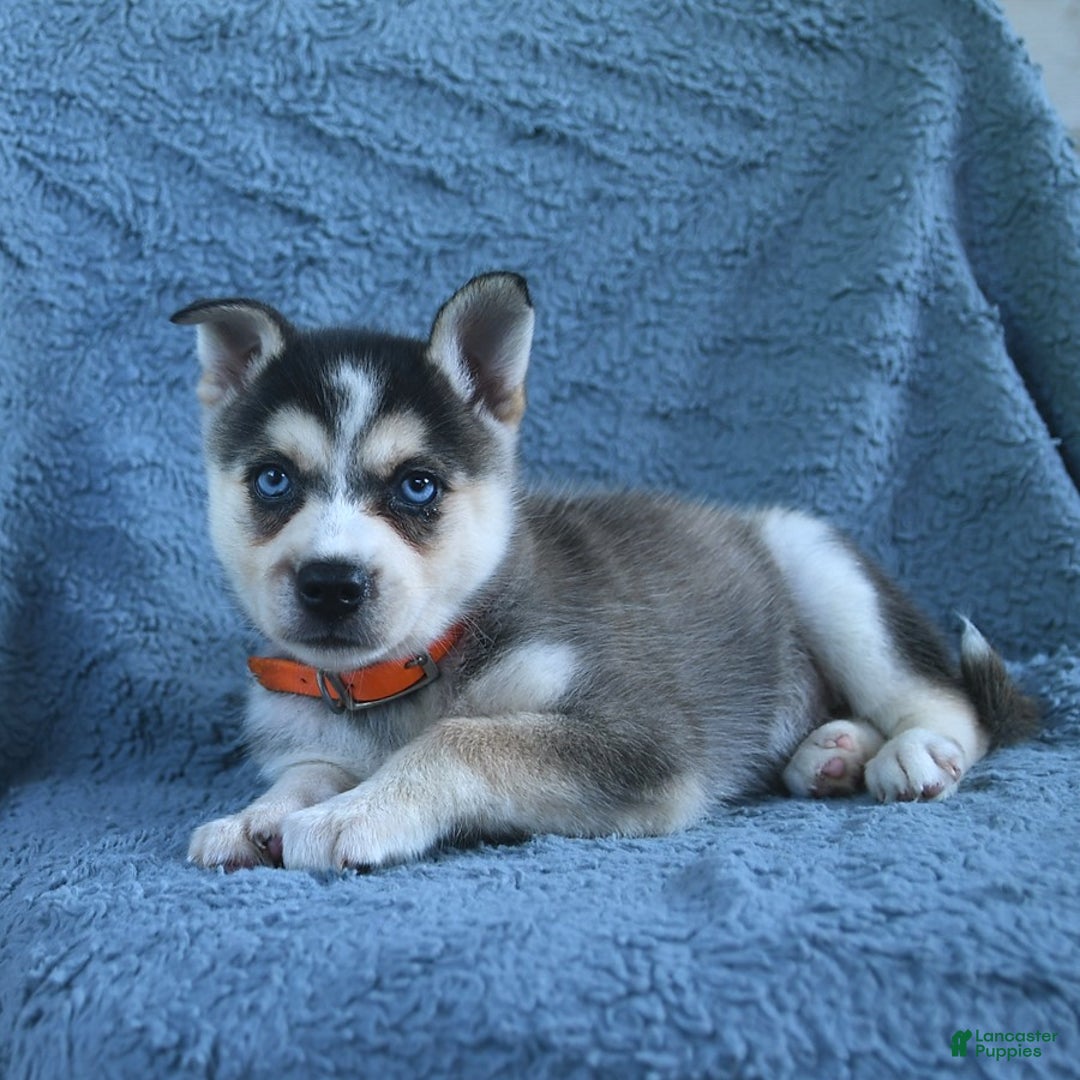 Alaskan Klee Kai dogs for sale: Callie - Image 1