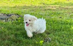 Maltese dogs for sale: Jack - Image 3