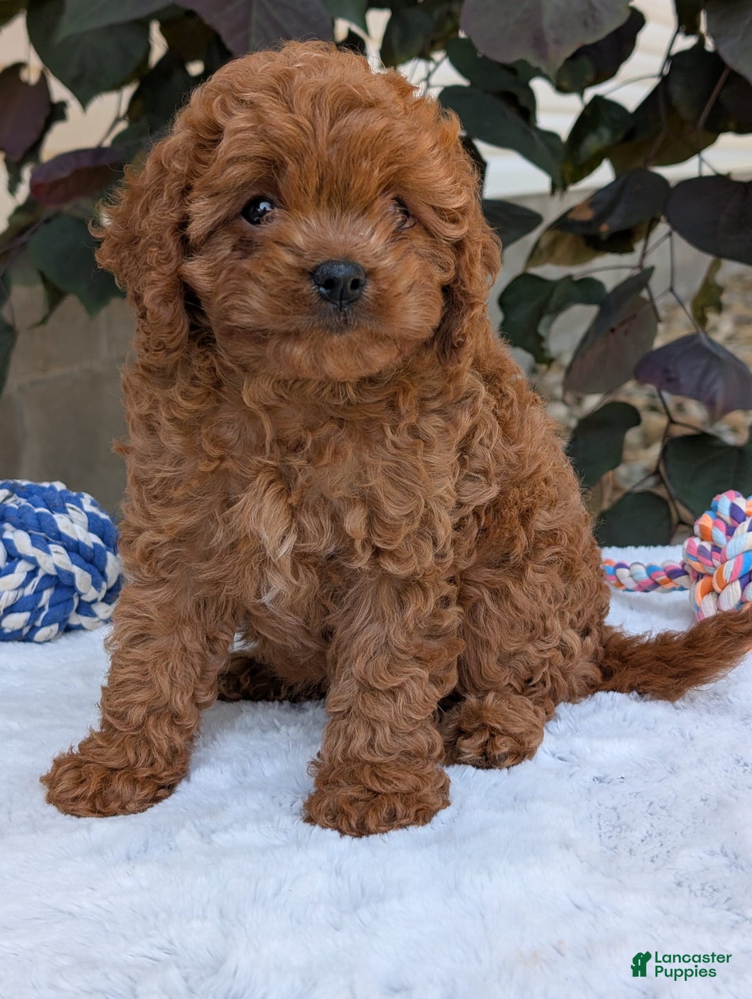 Cavapoo dogs for sale: Ginger - Image 20