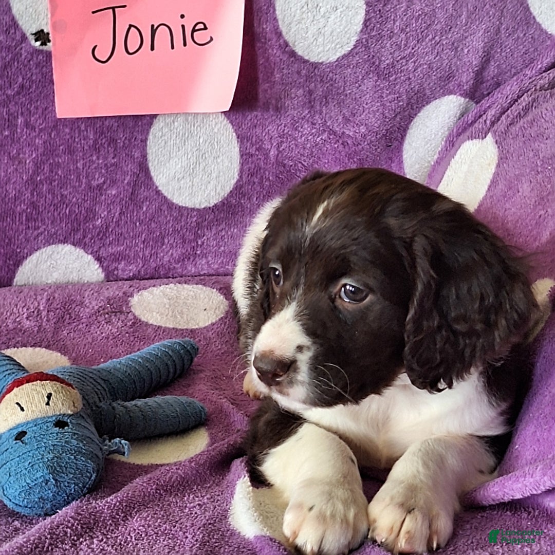English Springer Spaniel dogs for sale: Jonie - Image 6