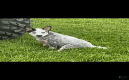 Australian Cattle Dog dogs for sale: Australian Cattle Dog 4 puppies - Image 5