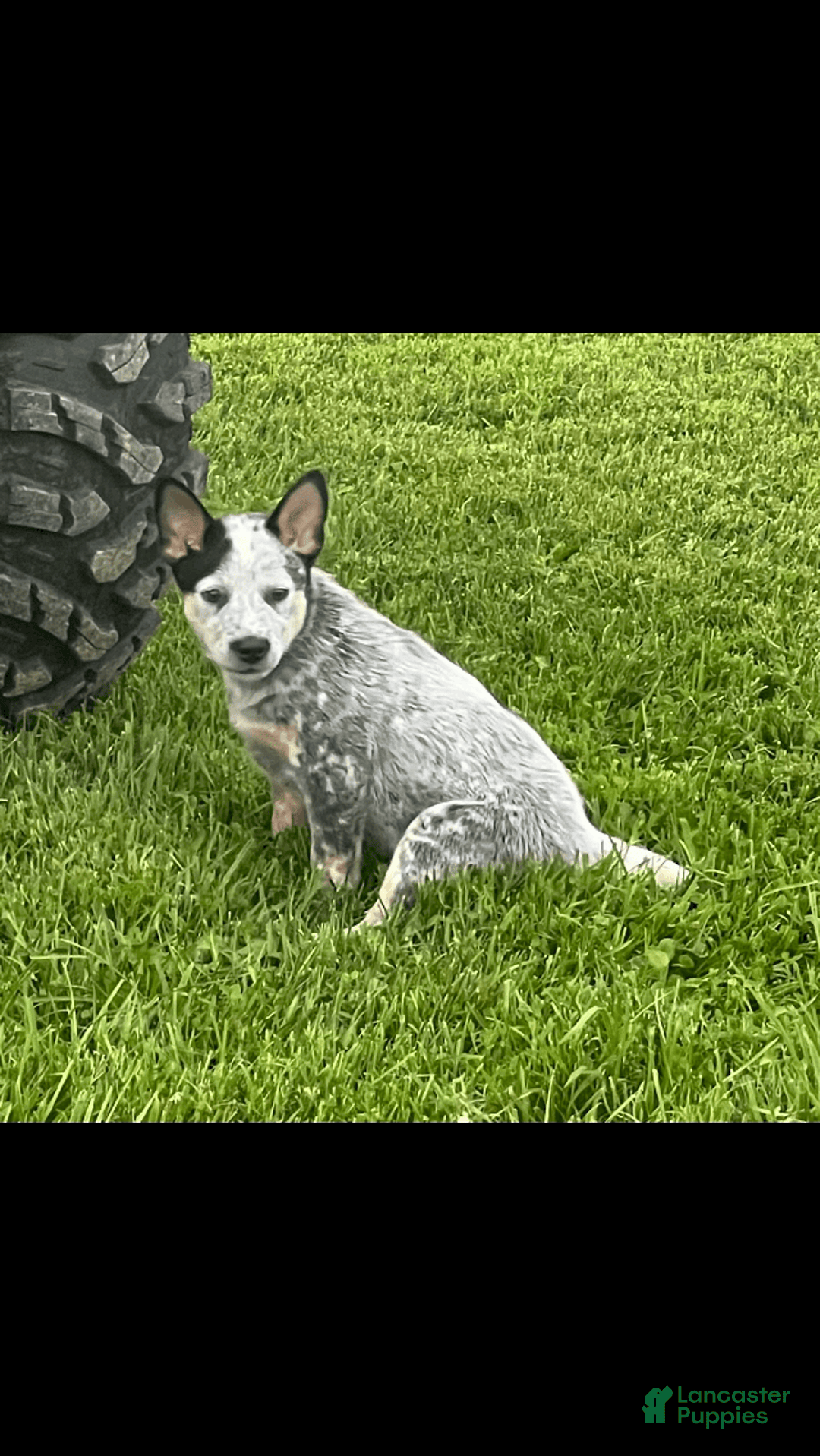 Australian Cattle Dog dogs for sale: Australian Cattle Dog 4 puppies - Image 5