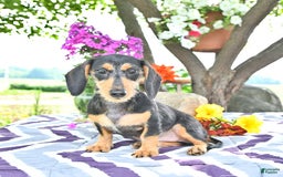 Miniature Dachshund dogs for sale: Cola - Image 9