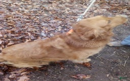 Golden Retriever dogs for sale: Marla - Image 11