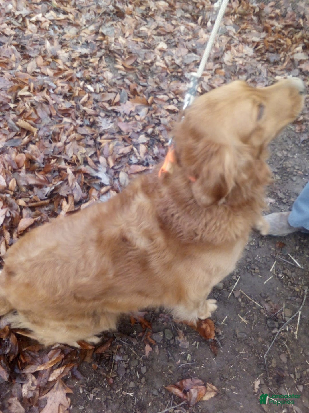 Golden Retriever dogs for sale: Marla - Image 11