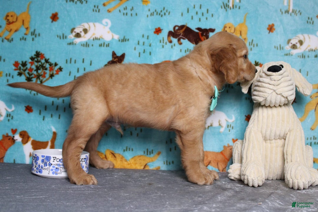 Golden Retriever dogs for sale: Rufus - Image 3