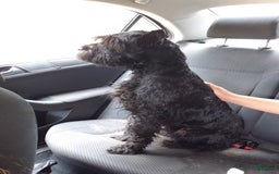 Standard Schnauzer dogs for sale: Samuel - Image 5