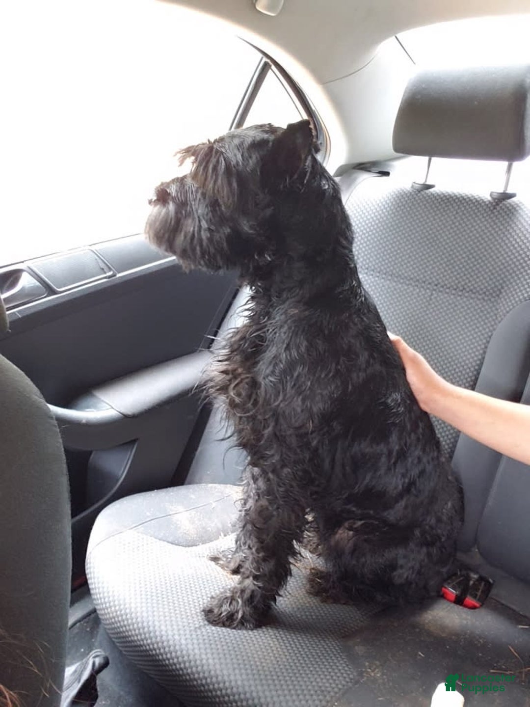 Standard Schnauzer dogs for sale: Samuel - Image 5