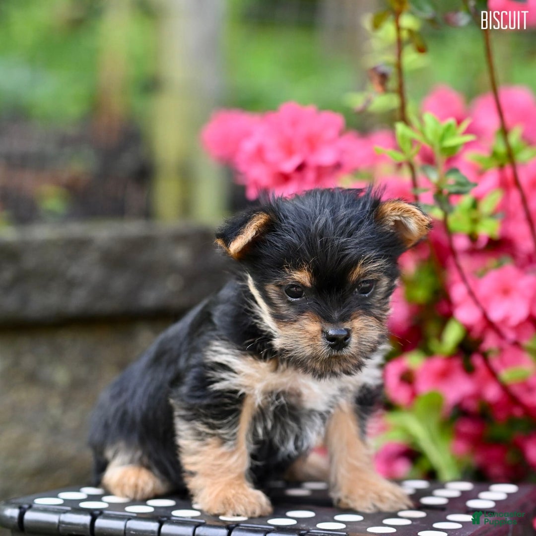Morkie dogs for sale: Biscuit - Image 2