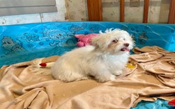 Havanese dogs for sale: Helen - Image 9
