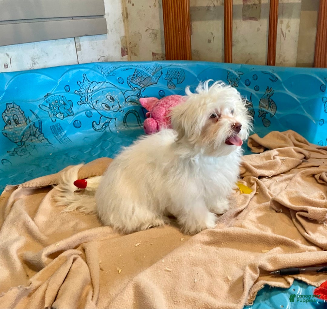 Havanese dogs for sale: Helen - Image 9