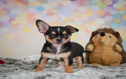 Chihuahua dogs for sale: Truman - Image 3