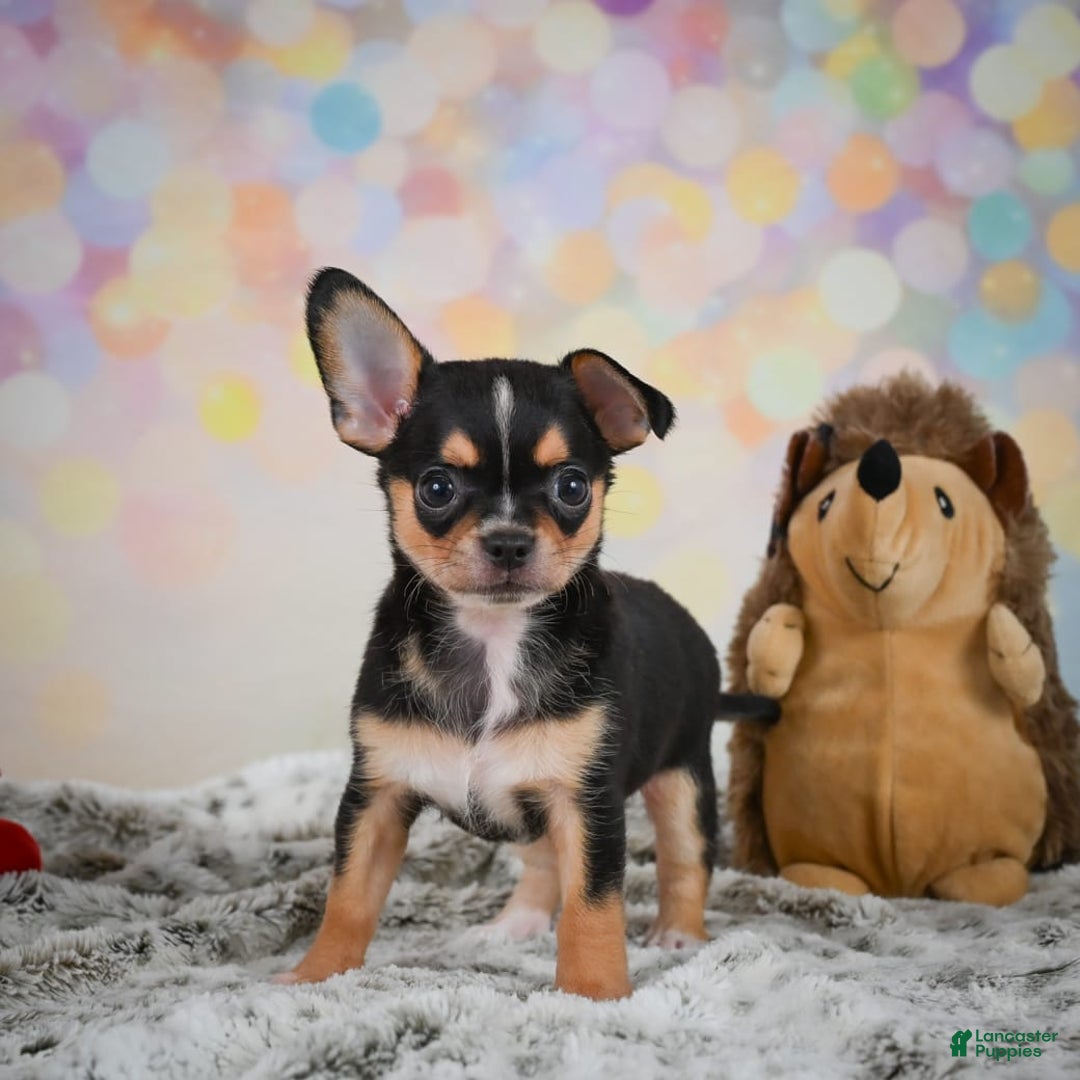 Chihuahua dogs for sale: Truman - Image 3