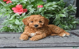 Miniature Poodle dogs for sale: Dixie - Image 4
