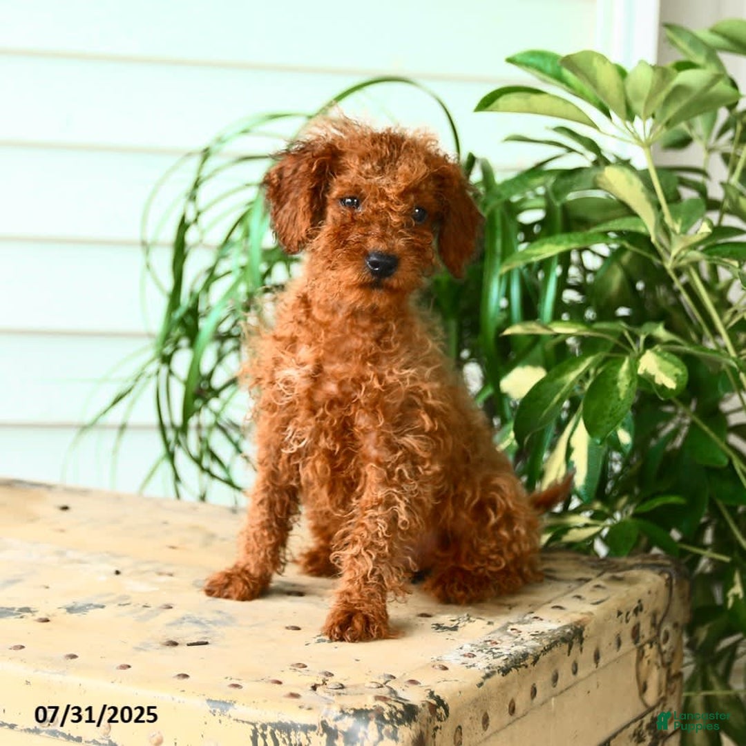 Mini Goldendoodle dogs for sale: Georgia - Image 4