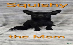 Schipperke dogs for sale: Buddy - Image 5