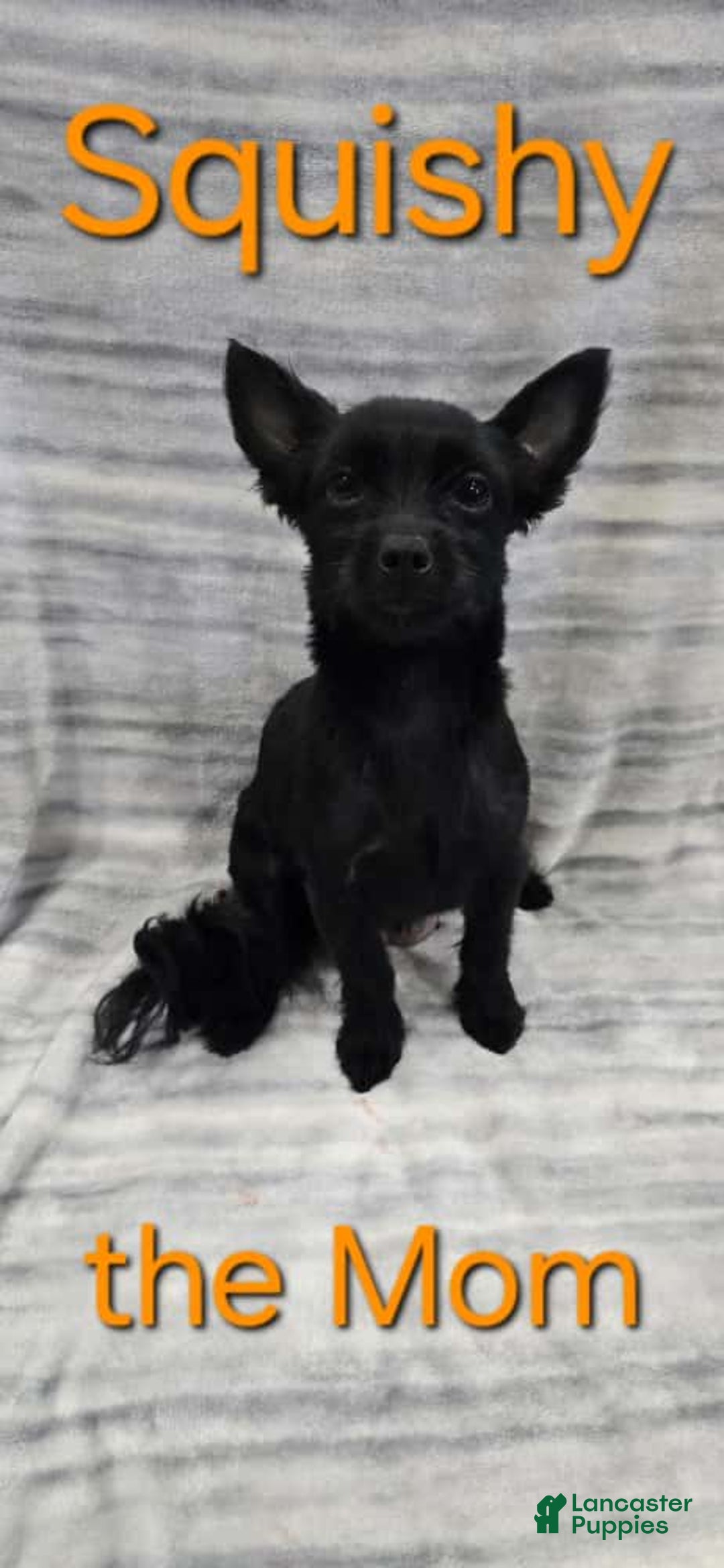 Schipperke dogs for sale: Buddy - Image 5
