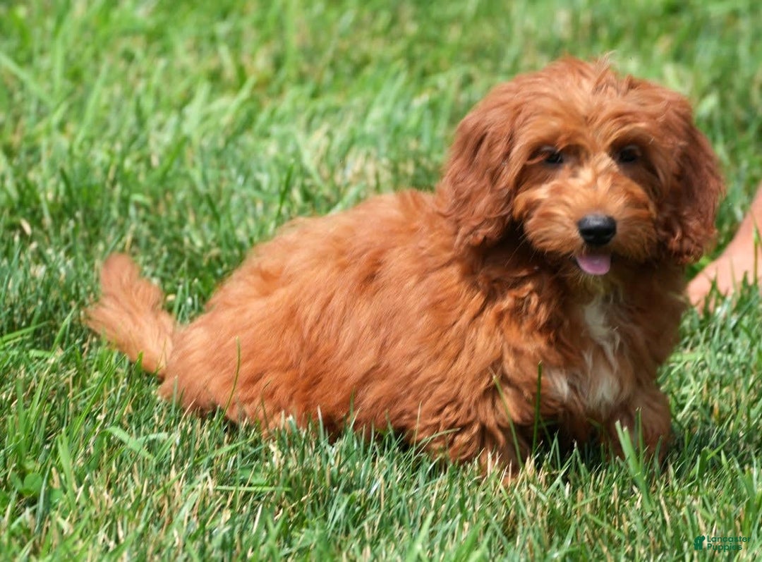 Bichpoo dogs for sale: Nolan - Image 10