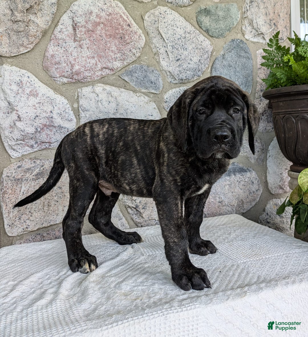 English Mastiff dogs for sale: Bruno - Image 5