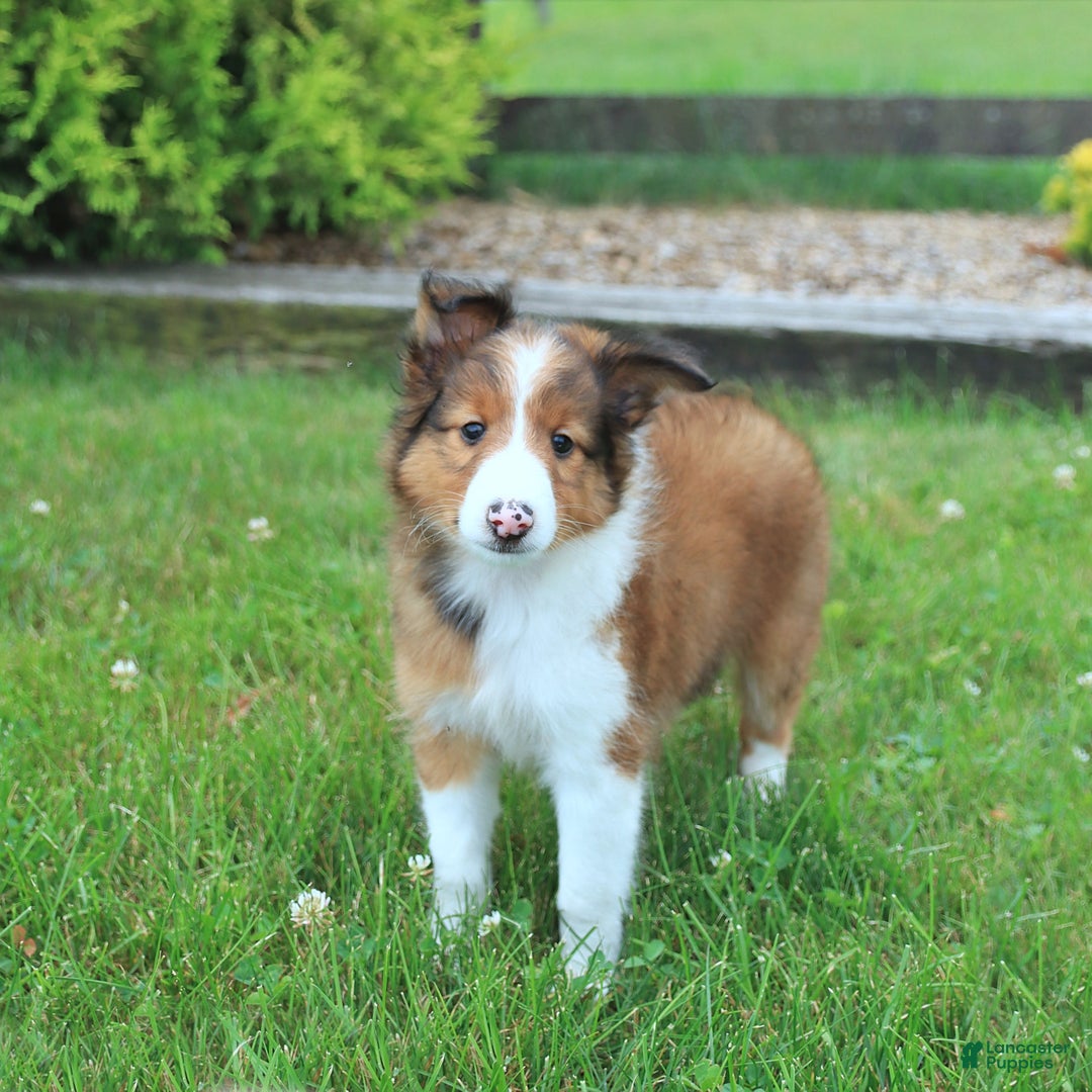 Shetland Sheepdog dogs for sale: Ricky - Image 1