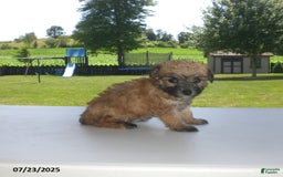 Yorkiepoo dogs for sale: Sally - Image 7
