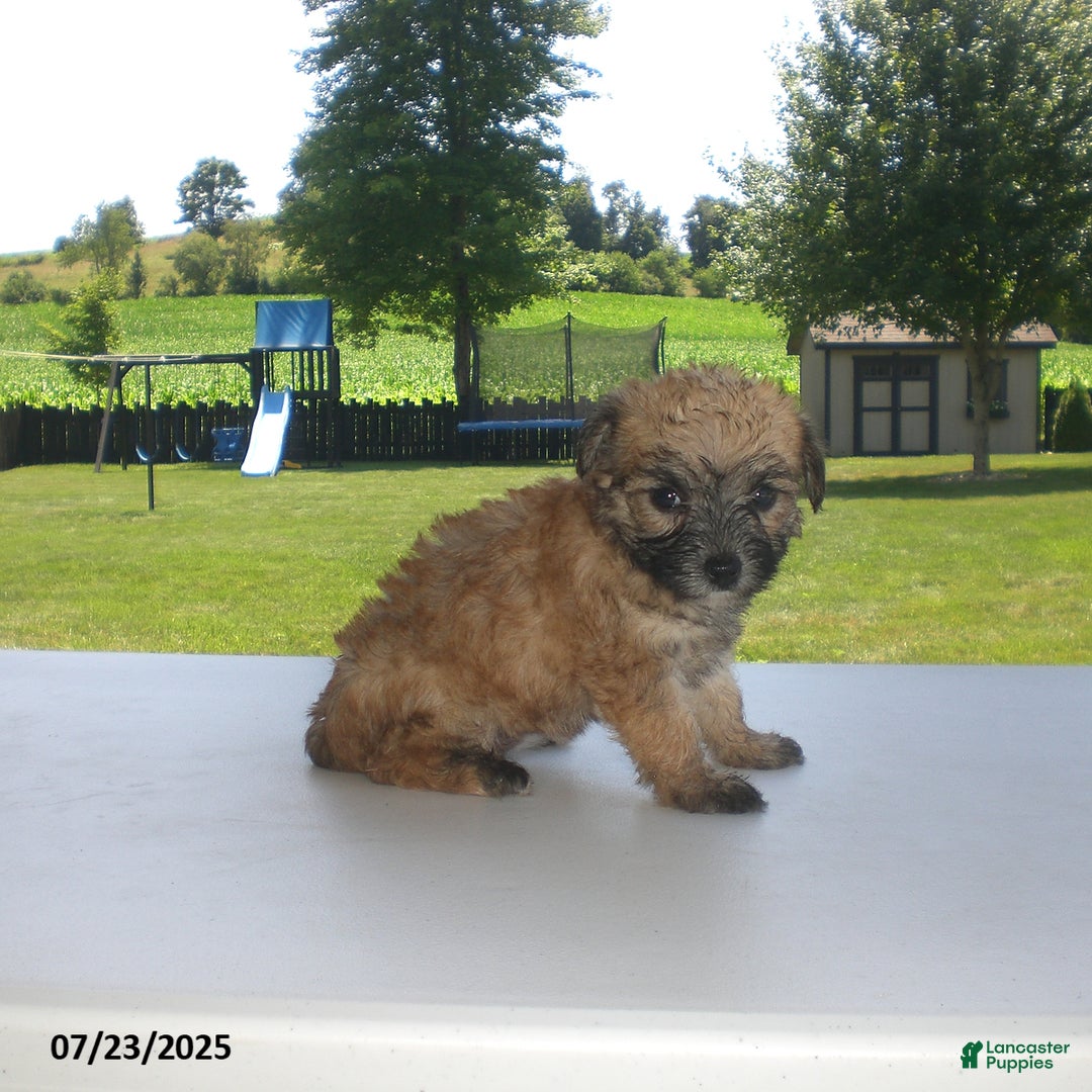 Yorkiepoo dogs for sale: Sally - Image 7