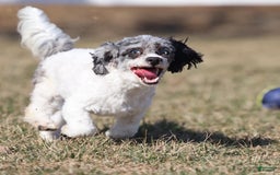 Havapoo dogs for sale: Calvin - Image 4