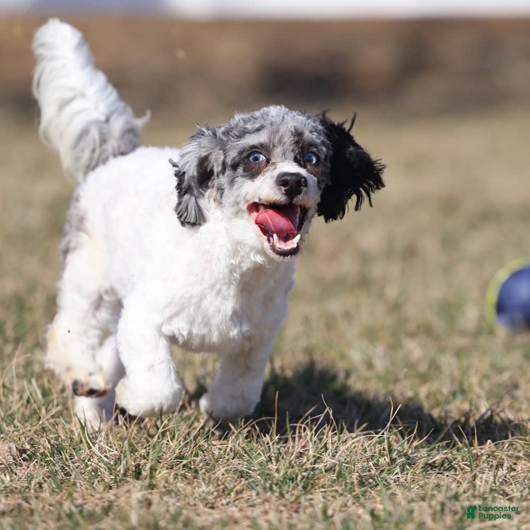 Havapoo dogs for sale: Calvin - Image 4