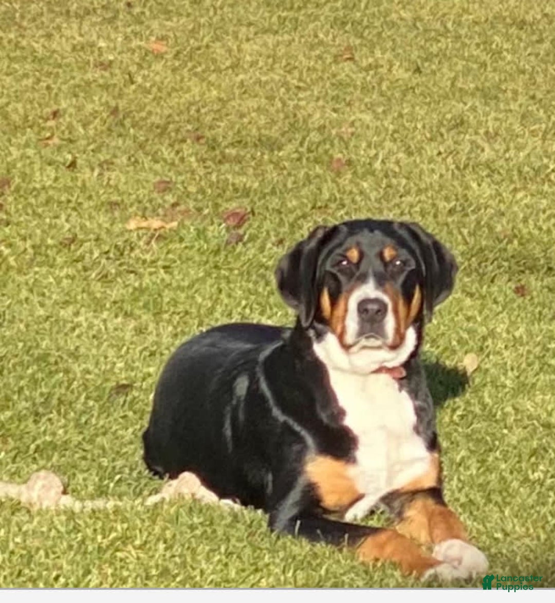 Greater Swiss Mountain Dog dogs for sale: Bella - Image 2