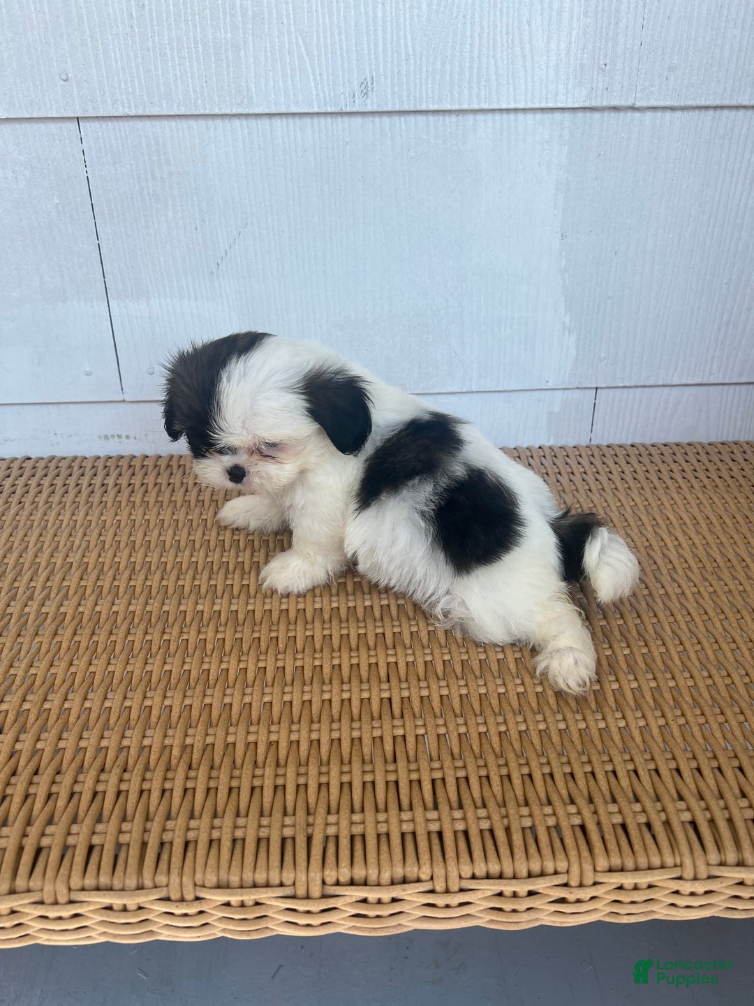 Teddy Bear dogs for sale: Teddy Bear 2 puppies - Image 4