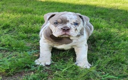 English Bulldog dogs for sale: Pebbles - Image 12