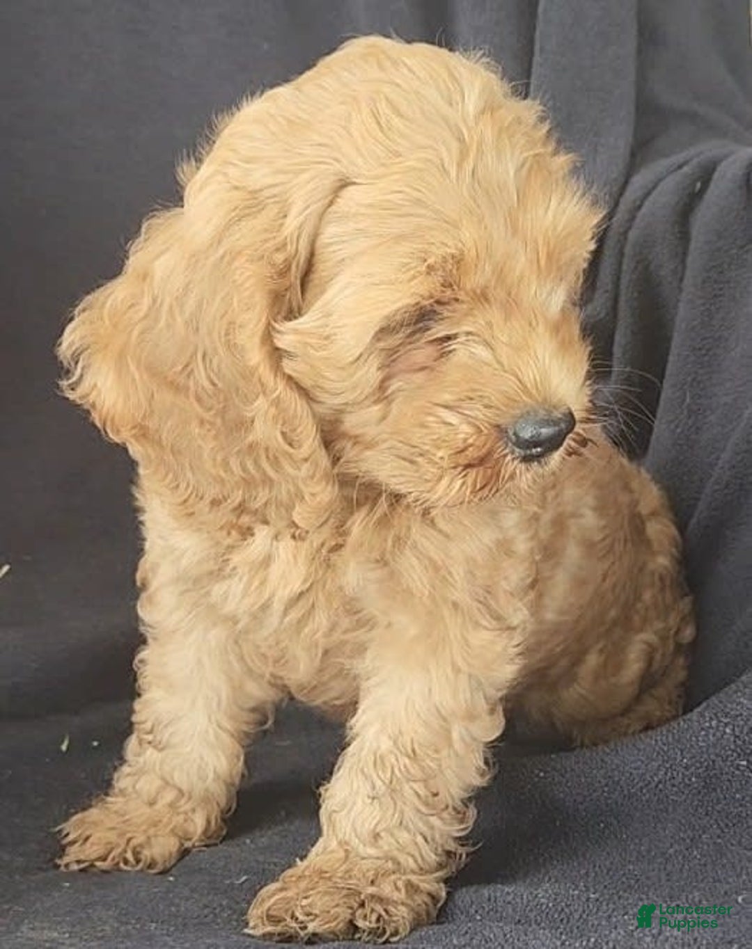 Cockapoo dogs for sale: Ben - Image 8