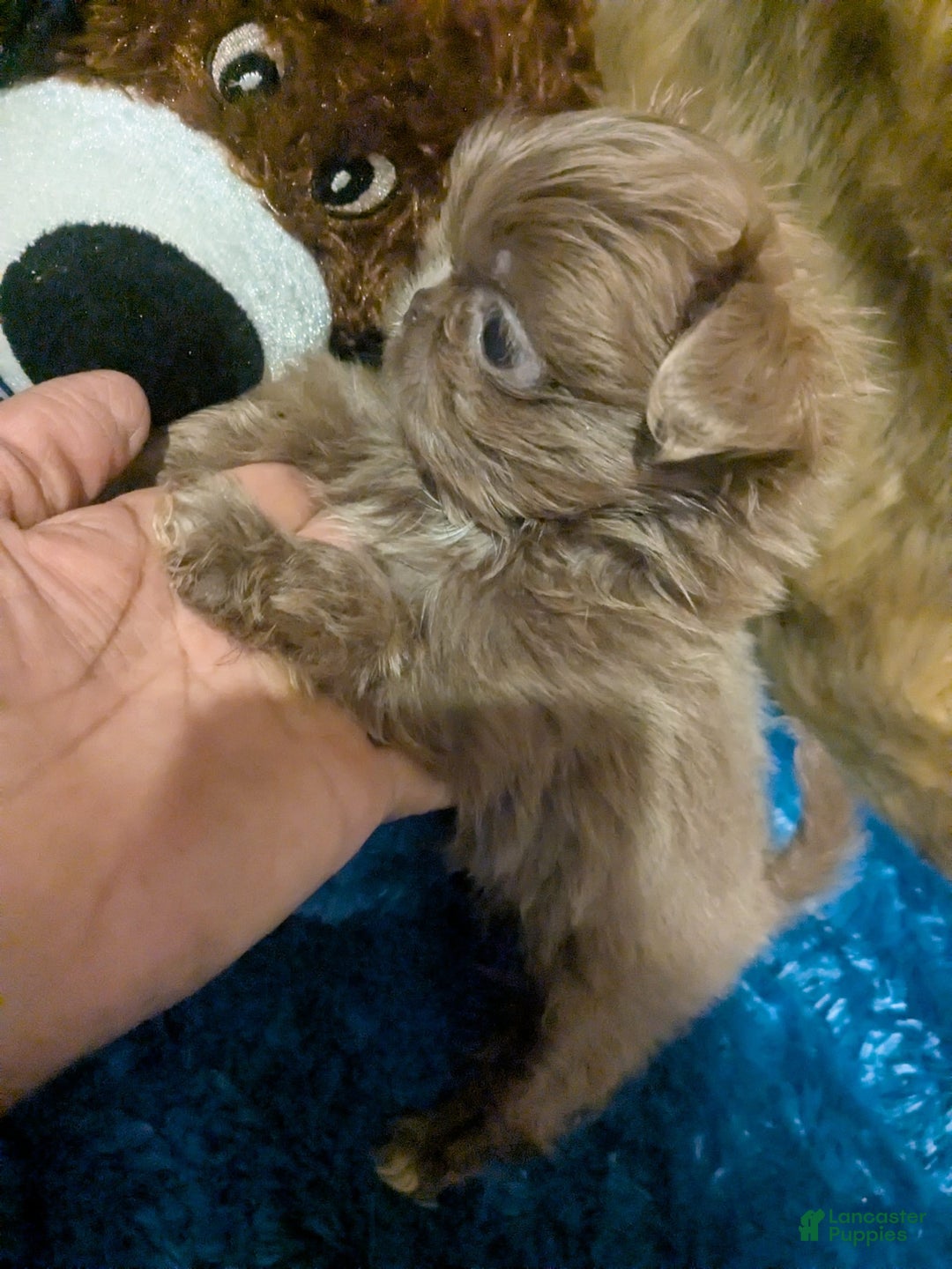 Shih Tzu dogs for sale: Tiny Jasper - Image 17