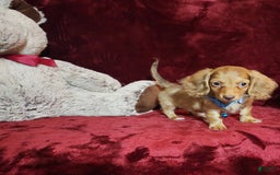 Miniature Dachshund dogs for sale: Tango - Image 5
