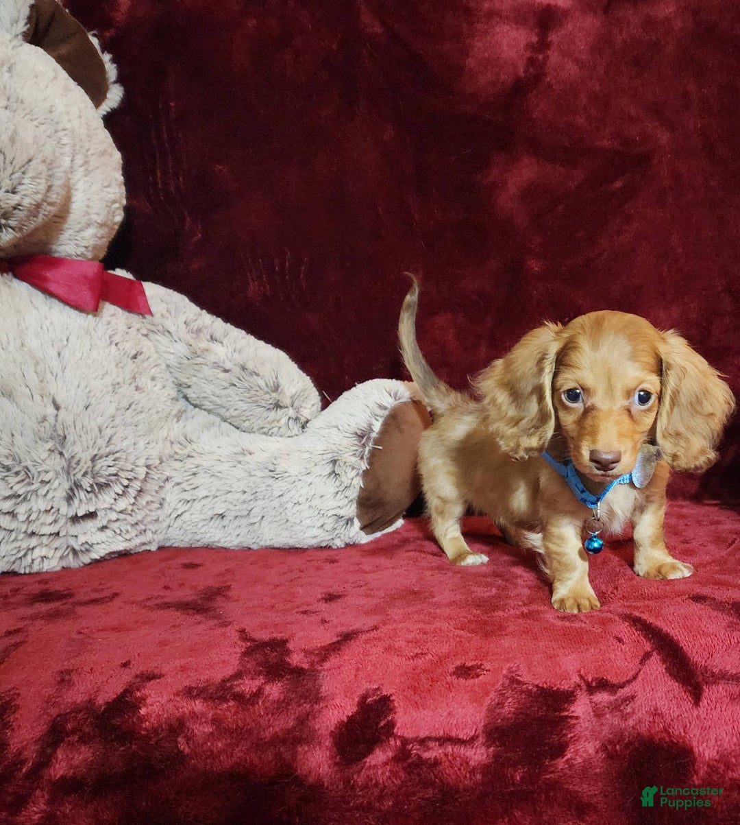Miniature Dachshund dogs for sale: Tango - Image 5