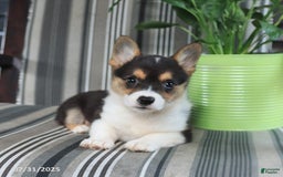 Welsh Corgi Pembroke dogs for sale: Tina - Image 3