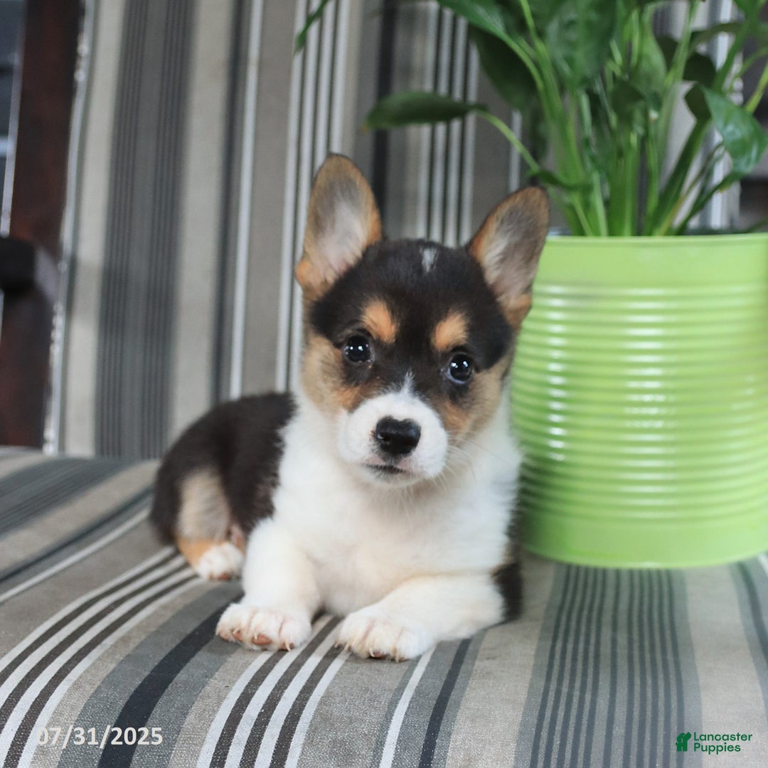 Welsh Corgi Pembroke dogs for sale: Tina - Image 3