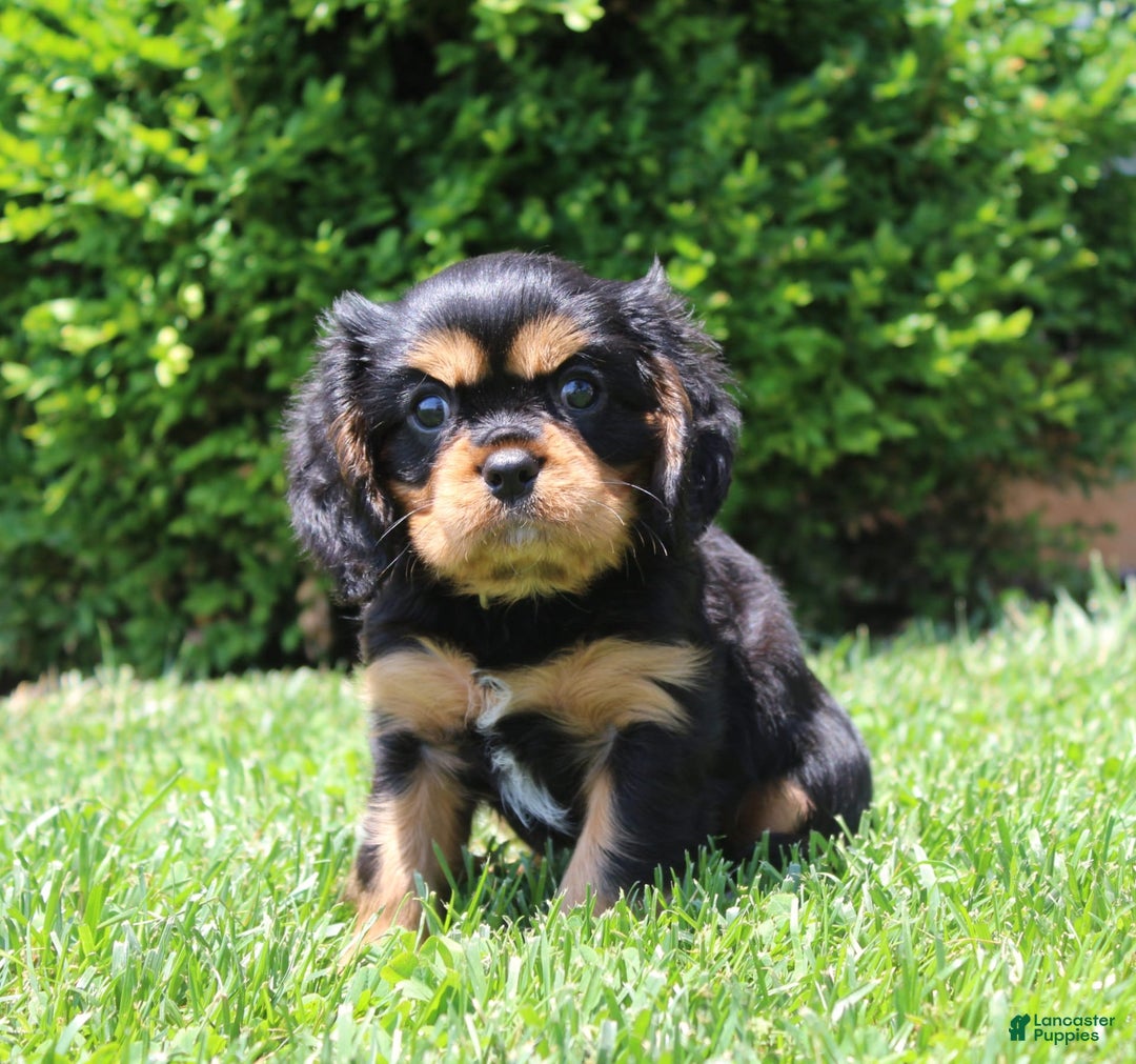 Cavalier King Charles Spaniel dogs for sale: Boomer - Image 6