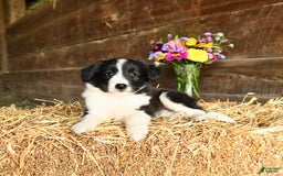 Shetland Sheepdog dogs for sale: Cowboy - Image 2