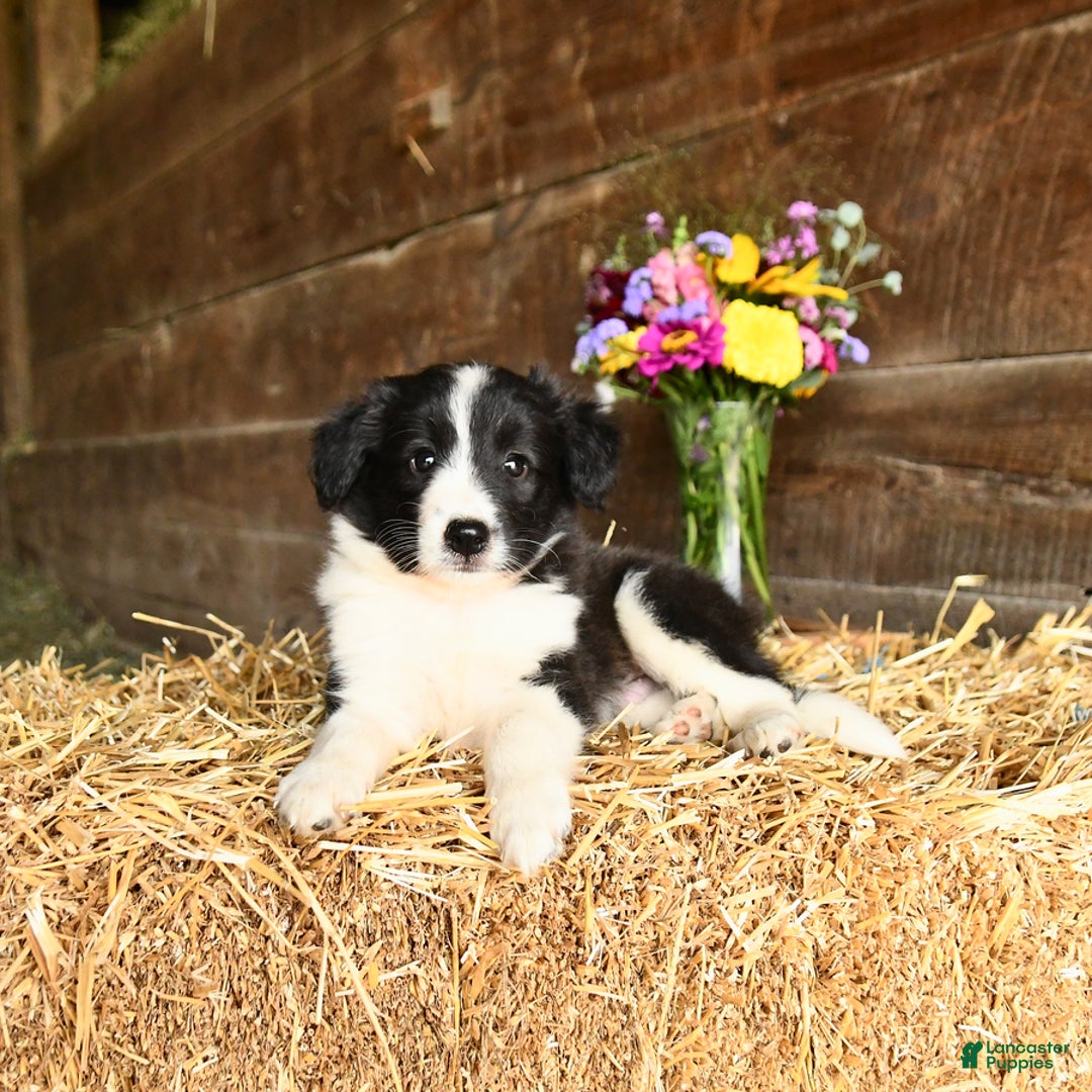 Shetland Sheepdog dogs for sale: Cowboy - Image 2