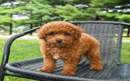 Toy Poodle dogs for sale: Maple - Image 3