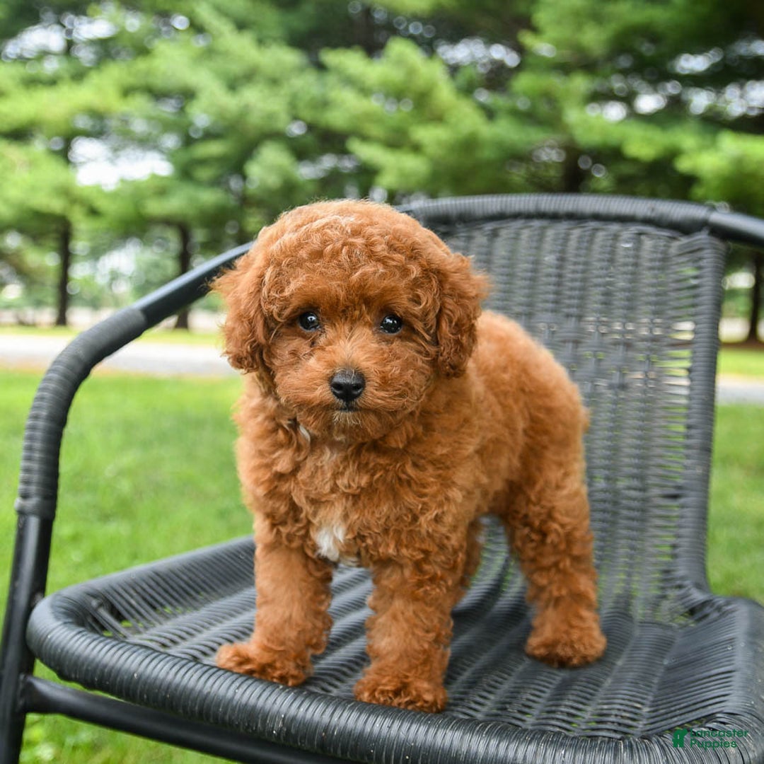 Toy Poodle dogs for sale: Maple - Image 3