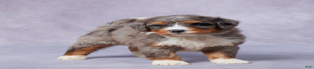 Jay
