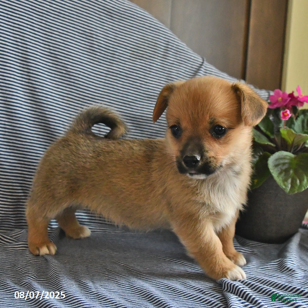 Welsh Corgi Pembroke dogs for sale: Cookie - Image 1