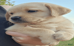 Labrador Retriever dogs for sale: Daisy - Image 1
