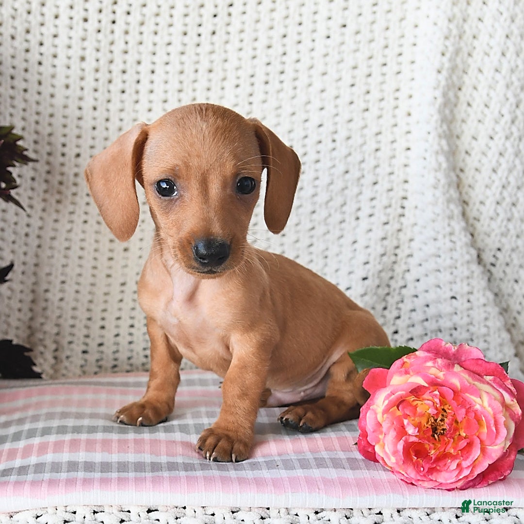 Miniature Dachshund dogs for sale: Ross - Image 2