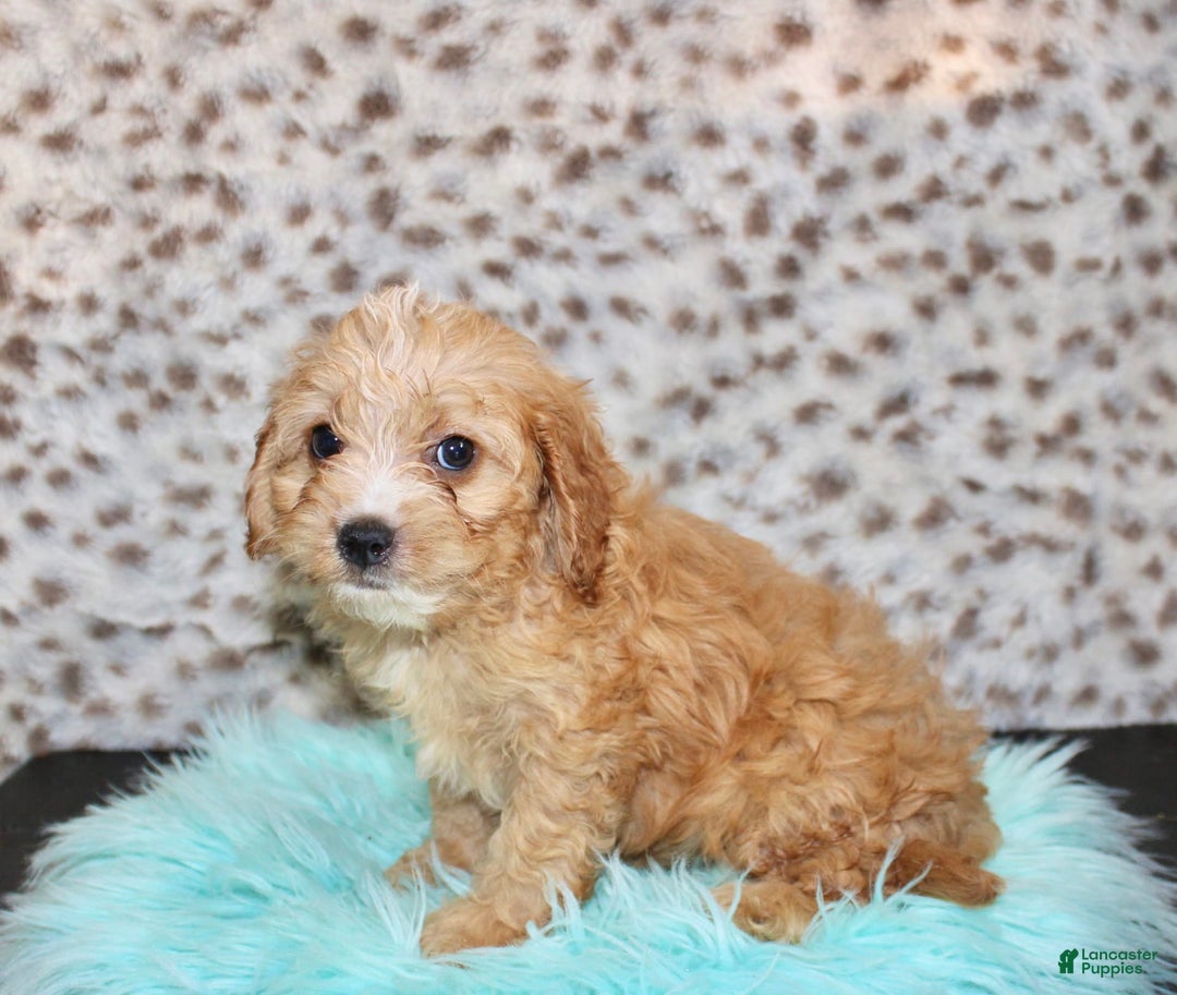 Cavapoo dogs for sale: Cavapoo 7 puppies - Image 8