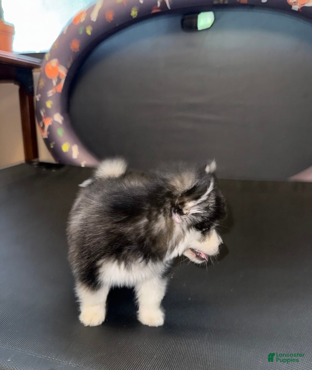 Pomsky dogs for sale: Nugget - Image 3