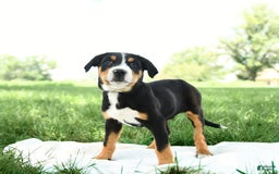 Greater Swiss Mountain Dog dogs for sale: Finn - Image 11